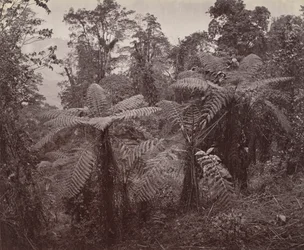 Darjeeling, grupa paproci drzewnych w Lebong