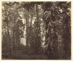 Darjeeling, Indie, ok. 1930 r. 1865.