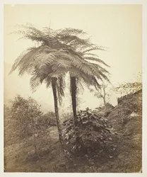 Paproć drzewna, zdjęcie nagrody, 1863.