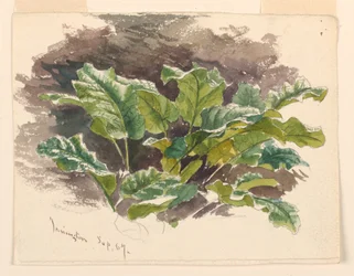 Studium botaniczne