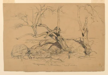 Rysunek, studia. Drzewa, Santa Barbara, Kalifornia, 3 lutego 1888 r.