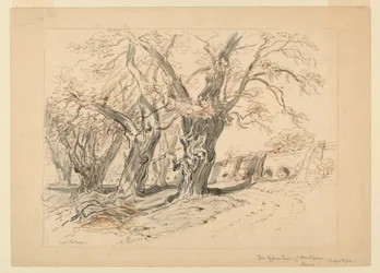 Rysunek, Studium dla cyprysów Montezumy, Park Chapultepec, Meksyk