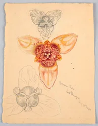 Lilia japońska, East Hampton