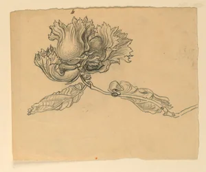 Studium do ilustracji: orzechy laskowe