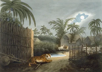 Tygrys grasujący w wiosce (bydło w popłochu), z "Orientalnych sportów polowych" Thomasa Williamsona, 1808 r.
