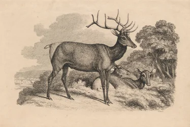 Buck i dwie łanie
