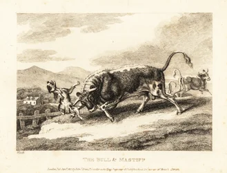 Byk zabija psa na polu. 1811 (akwaforta)