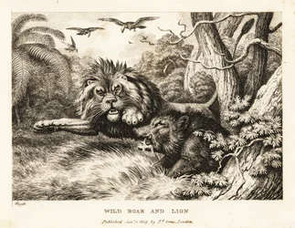 Lew i dzik walczą, a nad nimi krążą sępy. 1811 (akwaforta)