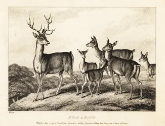 Jeleń z łaniami i jelonkami. Jeleń i płowy. 1811 (akwaforta)