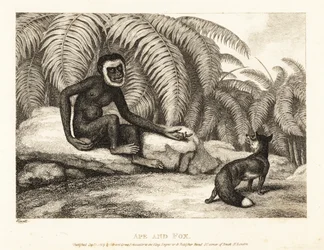 Bezogoniasta małpa prosi lisa o część jego ogona. Małpa i lis. 1811
