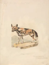 Pies abisyński