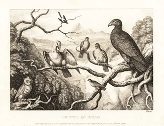 Orzeł przewodniczy dworowi ptaków na drzewie. 1811 (akwaforta)