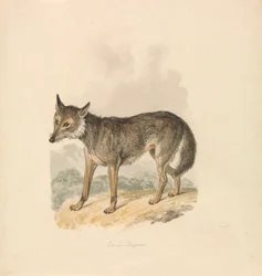 Canis Lupus, czyli Szary Wilk