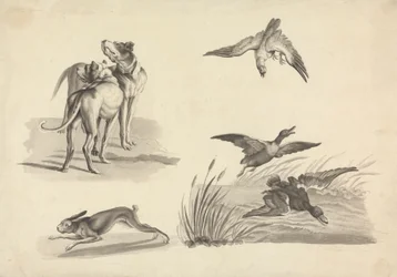 Arkusz badań psów gończych, zajęcy, sokołów i kaczek