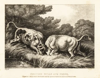 Dwa byki blokujące rogi w pobliżu stawu pełnego żab. 1811 (akwaforta)