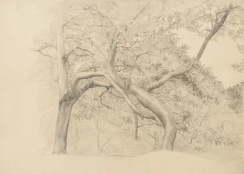 Gąszcz drzew w liściach, 1884 (grafit na buff lay-papier)