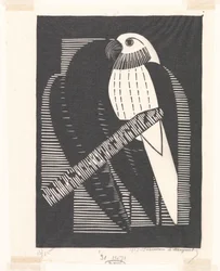 papuga długoogonowa (papugi)