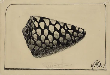 Muszla po prawej