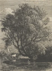 Wierzba, 1850.