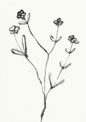 Minimalistyczny rysunek botaniczny