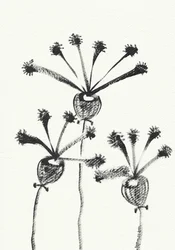 Minimalistyczny rysunek botaniczny