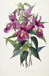Sobralia Macrantha, ok. 1837-43