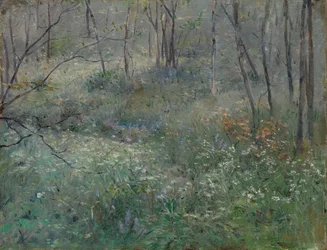 Dzika pietruszka, 1900.
