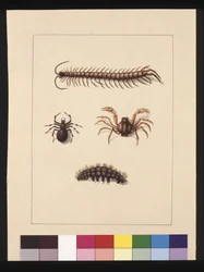 Strona 11. Owady Nowej Południowej Walii. Obecnie znany jako stonoga zwyczajna, rodzaj pająka Isopeda, krab żołnierz, gąsienica, c.1789-90 (akwarela)