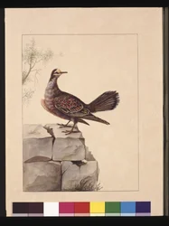 Strona 15. Złotoskrzydlaty gołąb. Obecnie znany jako leśny gołąb brązujący, ok. 1789-90 (akwarela)