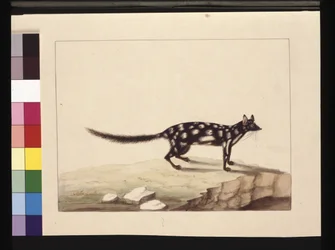 Strona 28. Stół Stół. Teraz znany jako quoll Dasyurus. Wydaje się być kopią Sarah Stone Charlesa Cattona Junra. talerz, ok.1789-90 (akwarela)