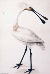 Warzęcha, 1777