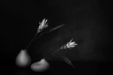 Monochromatyczny kwiatowy spokój