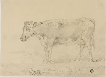 Krowa