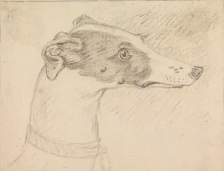 Portret głowy charta