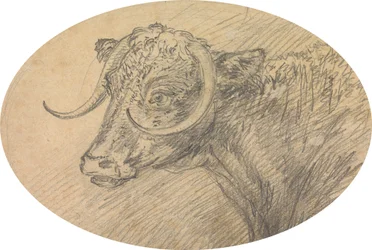 Głowa byka