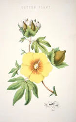 Roślina bawełny (kolor lito)
