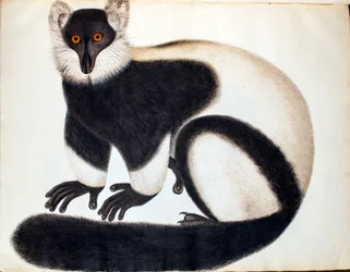 Czarno-biały wari, z „Zwierząt w kolekcji Reevesa”, rysunki z Chin, ok. 1829-31