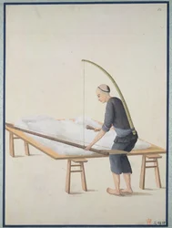 Bawełna puszysta, na kołdry, ok. 1800 (akwarela na papierze)