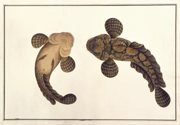 Lepoo, z „Rysunki zwierząt, owadów i gadów z Malakki”, ok. 1805-18 (gwasz i akwarela na papierze)