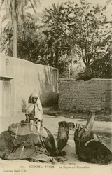 Odpoczynek wielbłąda, ok. 1890-1914 (zdjęcie czarno-białe)