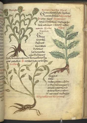 Harley 4986 f.23 Nymphia; Isatis; Crision, z „De medicaminibus herbarum liber (A herbal)” Pseudo-Apuleius Platonicus,