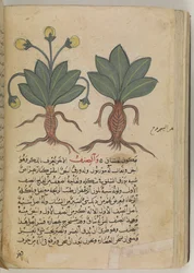 Or 3366 f.144v Męskie i żeńskie mandragory, z „Kitab Disquridis” Pedaniusa Dioskurydesa, w 735
