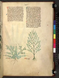 Egerton 747 Tractatus de herbis (ziołowy) c.1280-1310 (tusz i kolor na welinie)