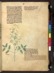 Egerton 747 Tractatus de herbis (ziołowy) c.1280-1310 (tusz i kolor na welinie)