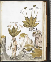 Harley MS 3736 f.59r Mandragora wyciągana przez psa, z „Zioła z traktatami o jedzeniu, truciznach i lekach oraz właściwościach kamieni” Giovanniego Cadamosto (tusz i kolor na welinie)