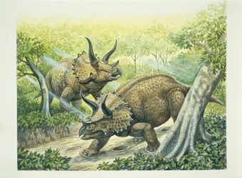 Triceratops horridus, okres kredowy (kolor lito)