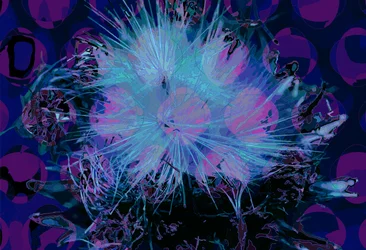 Karczoch (cyfrowy)