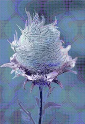 Drewniane Avens4, 2019