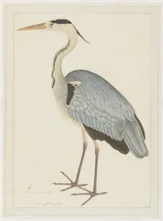 Czapla szara, folio z serii zamówionej przez Lady Impey, ok. 1780-82