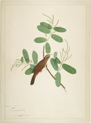 Hwamei na oddziale Terminalia, folio z serii na zlecenie Lady Impey, 1780
